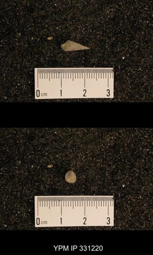 Meekospira sp.