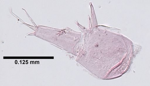 Hyalella cf. azteca