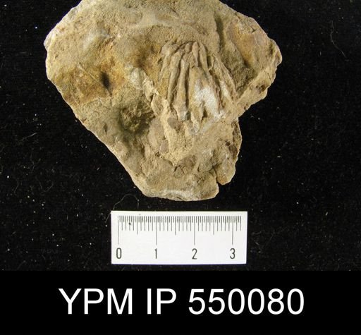 Meekella striatocostata