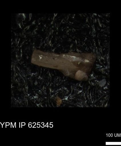 undet. Echinoidea