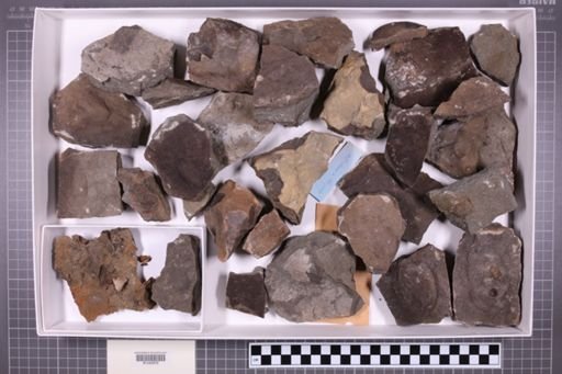 mixed taxa, stratigraphic collection
