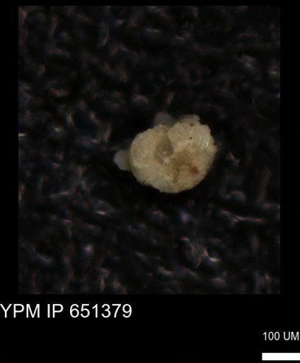 undet. Foraminiferida