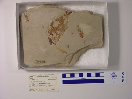 Microcoelia sp.