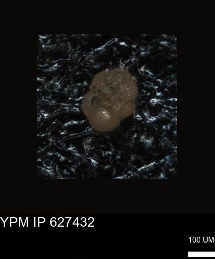 undet. Foraminiferida