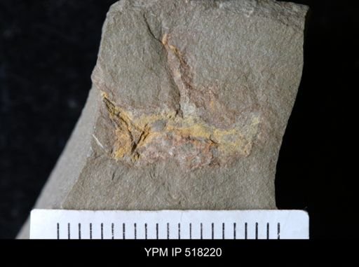 undet. Ichnofossil