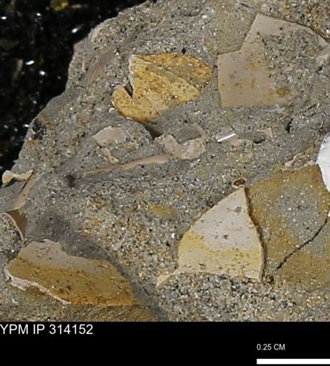 undet. Scaphopoda