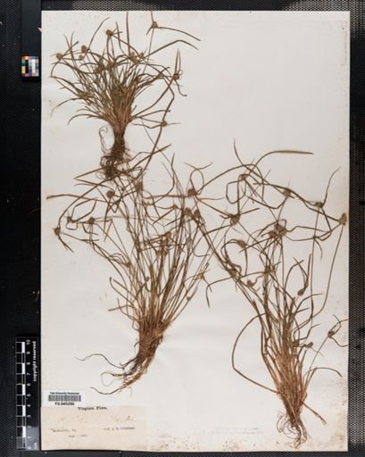 Plantae