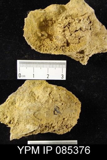 Juresania nebrascensis