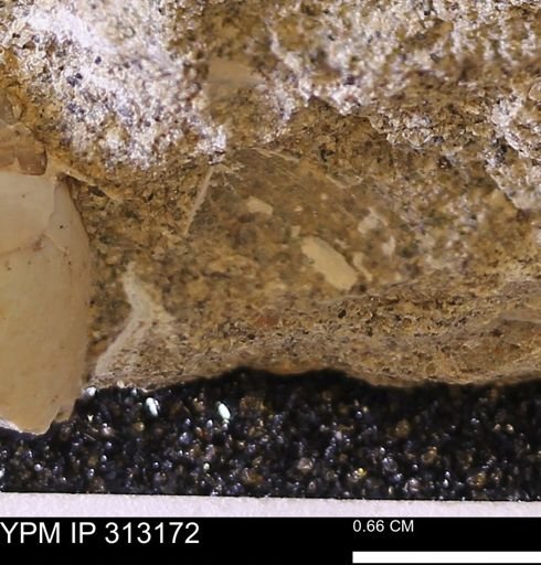 Corbicula