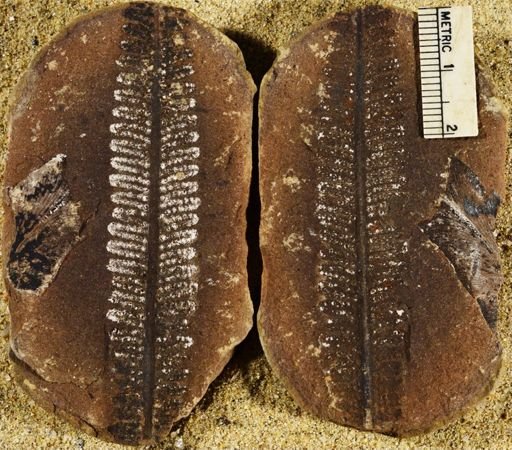 Pecopteris