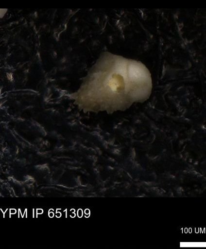 undet. Foraminiferida