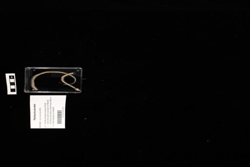 Phyllorhynchus decurtatus