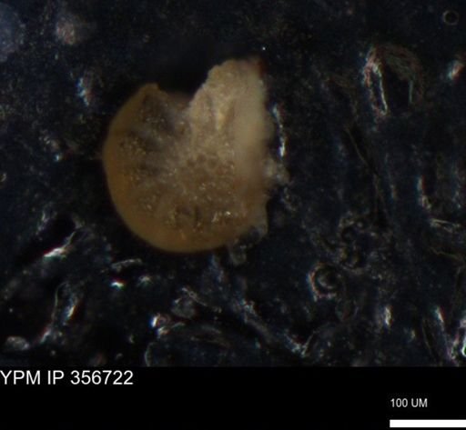 undet. Foraminiferida