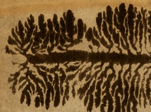 Taenia taeniaeformis
