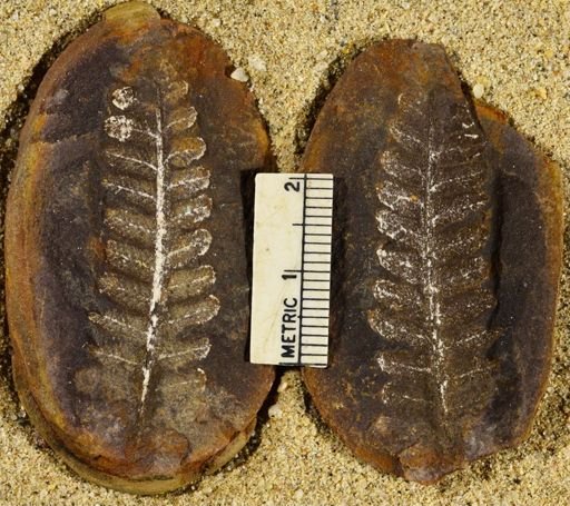 Pecopteris sp.