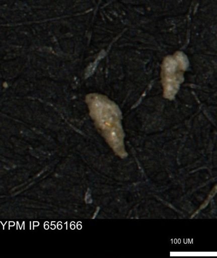 Verneuilina canadensis