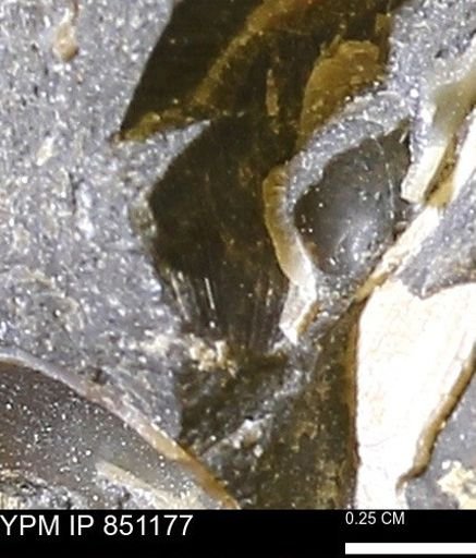 Limopsis striatopunctatus