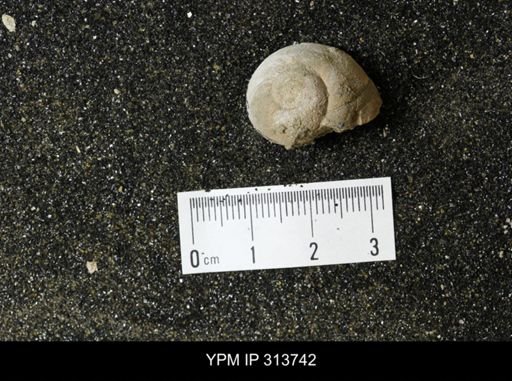 Euspira obliquata