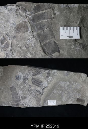 undet. Eurypterida