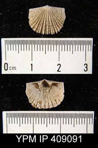 Glyptorthis sp.
