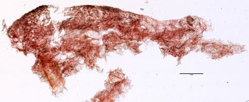 Lissodendoryx isodictyalis