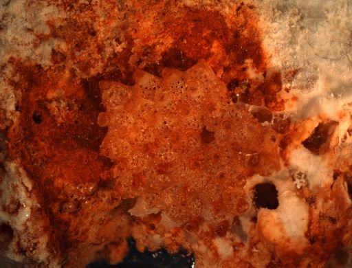 Exechonella nr. tuberculata