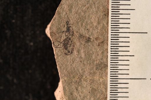 Protazteca elongata