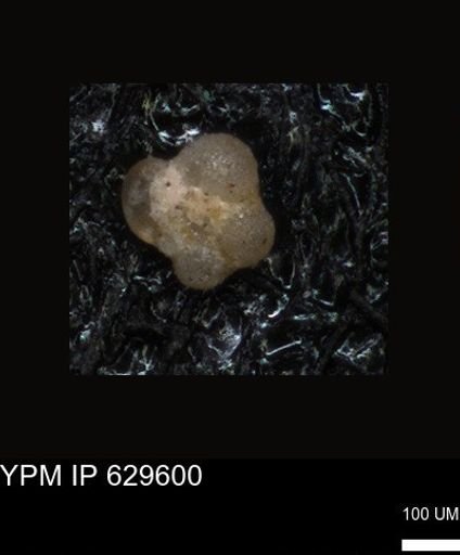 undet. Foraminiferida