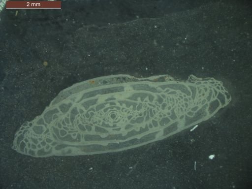 Triticites primarius