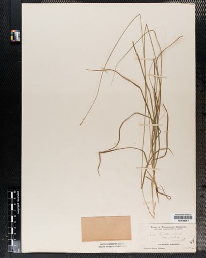 Carex disperma