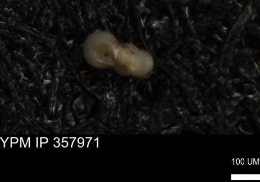 undet. Foraminiferida