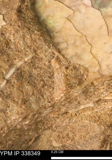 Protocardia subquadrata
