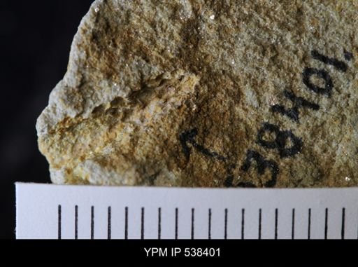 undet. Stelleroidea