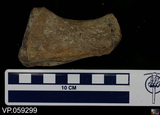 undet. Vertebrata