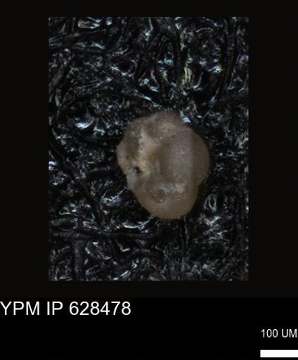 undet. Foraminiferida