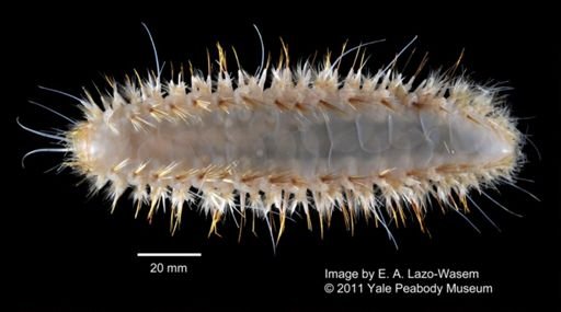 Aphroditidae
