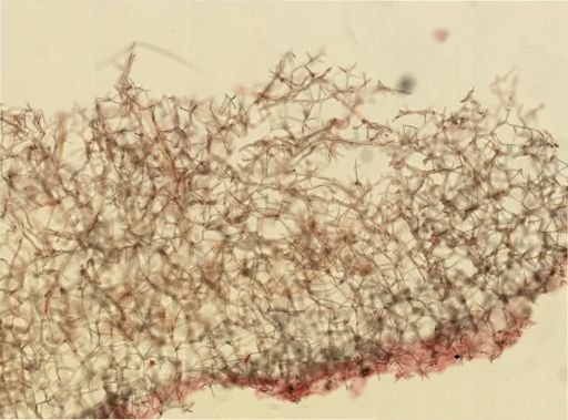 Haliclona oculata