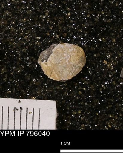 Spisula elliptica