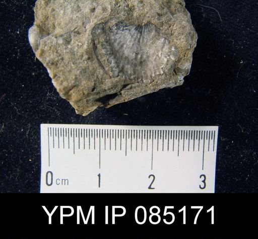 Atrypa reticularis