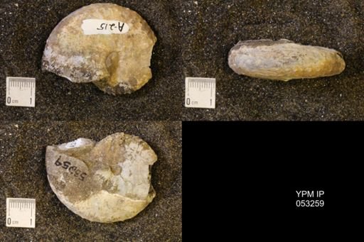 Discoscaphites conradi
