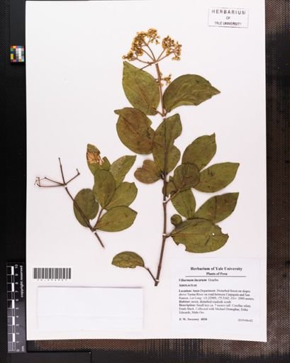 Viburnum incarum
