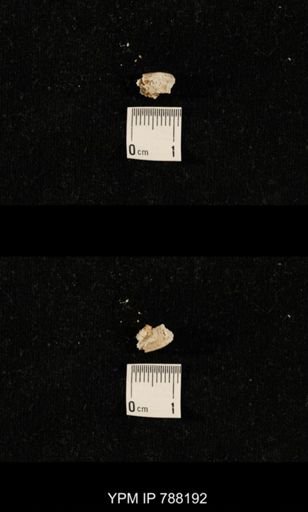 taxon undetermined