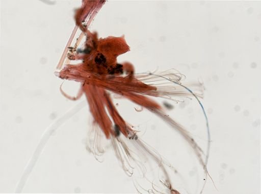 Sthenelais gracilis