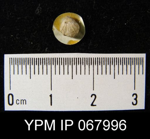 Camarotoechia bialocata