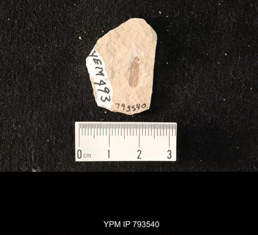 undet. Hexapoda