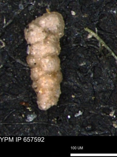 Verneuilinoides hectori