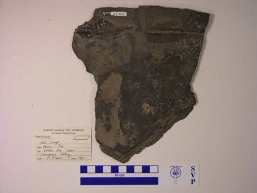 Semionotus sp.