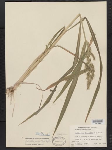 Echinochloa pungens