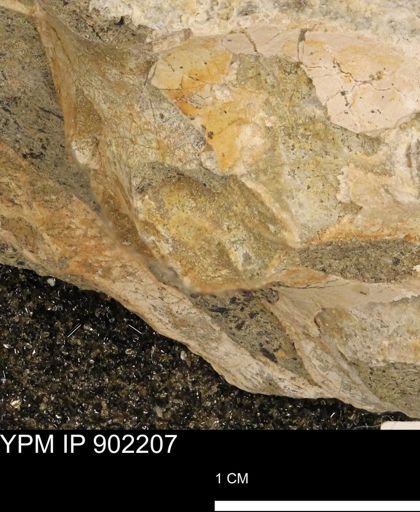 undet. Mollusca