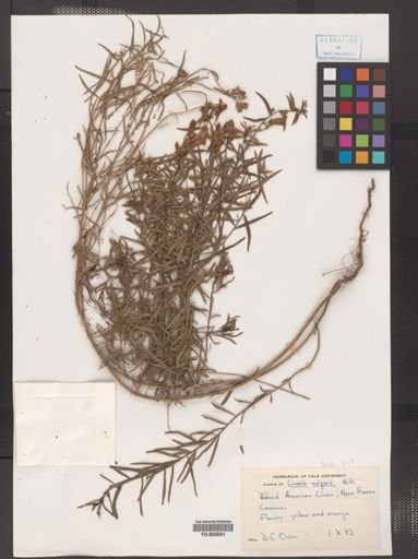 Linaria vulgaris
